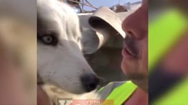 Video: Perro fue rescatado tres semanas después del terremoto de Turquía