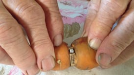 Anillo perdido hace 13 años aparece en zanahoria