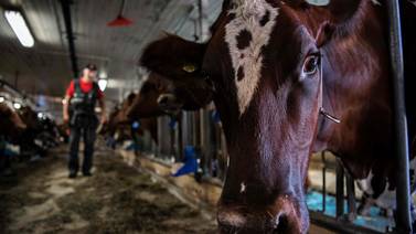 (Video) Lo último: Crean en Holanda los orinales para vacas