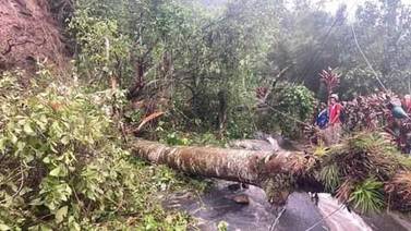 Lluvias provocaron 15 emergencias y árboles asustan a varias comunidades 