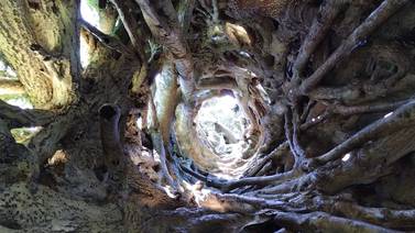 Descubra el interior del famoso “árbol hueco” de Desamparados