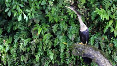 Costa Rica gana prestigioso premio ambiental por su lucha en la conservación de los bosques
