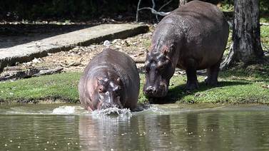 Hipopótamos “heredados” por Pablo Escobar podrían ser cazados para eliminarlos