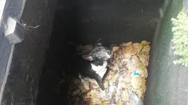 (Video) Policía se metió en una alcantarilla de dos metros para salvar a perrito