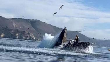 Video en el que una ballena se traga a dos personas  se ha hecho viral