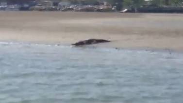 (Video) ¡Cuidado! Dos cocodrilos se pasean en el estero de Puntarenas