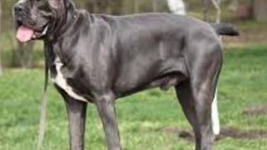 Federación canina propone hacer pruebas sicológicas a dueños de “perros poderosos”