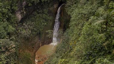 ¡Qué belleza! Nat Geo comparte puente natural de animalitos en Costa Rica 