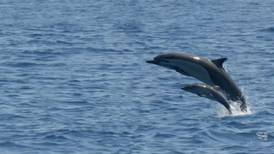 ¡Qué belleza! Delfines sorprenden en un río de agua dulce de nuestro país 