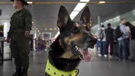 Policía de Colombia toma drástica decisión con perra amenazada por narcos