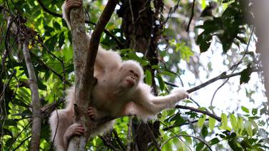 La única orangutana albina que se conoce en el mundo recobró la libertad