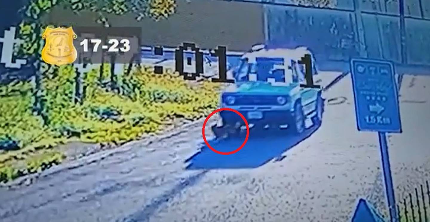 Buscan a conductor que mató a perro al pasarle por encima con su carro en Golfito. Foto OIJ.