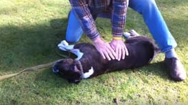 (Video) Así se revive a un perro con un masaje cardíaco