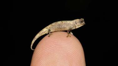 El reptil más pequeño del mundo cabe en la punta de un dedo 