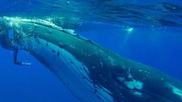 (Video) Así fue como una ballena jorobada protegió a una mujer de un tiburón