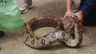 Bomberos rescataron serpiente bécquer que se metió en urna de panadería