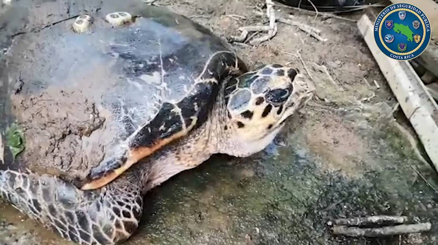 Guardacostas rescatan tortuga carey en Limón. Foto MSP.