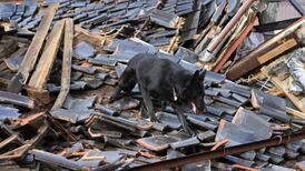 Elsa, la perra socorrista que busca sobrevivientes tras el sismo en Japón