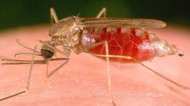 Malaria en Costa Rica: hay un caso cada día