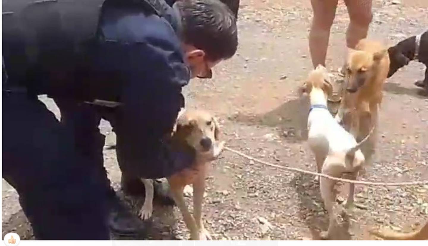 Perrito rescatado por la policía en Buenos Aires