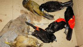 Misteriosa muerte de pájaros en San Carlos