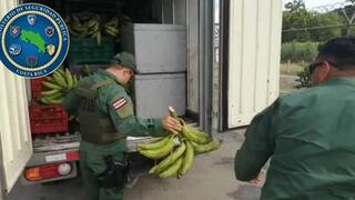 Trató de esconder guaro ilegal entre aguacates y plátanos