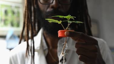 Jamaica busca revivir su mejor marihuana