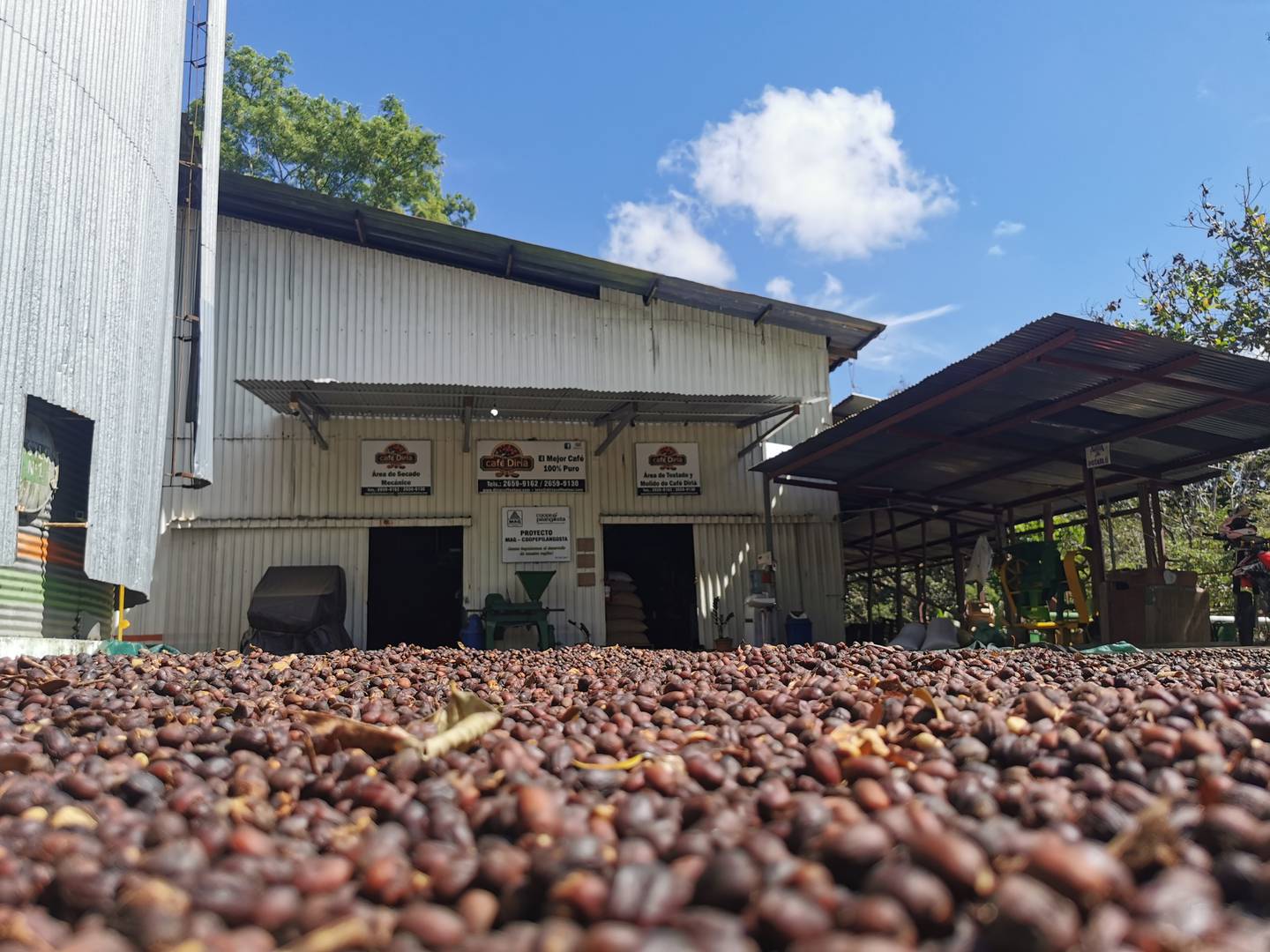 El sabor y la calidad del “café especial” que cultivan 90 caficultores de la cooperativa Coopepilangosta en Hojancha, Santa Cruz y Nicoya cautivó el paladar de compradores en Holanda y Corea del Sur