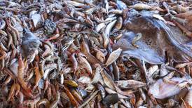 (Video) 80 de cada 100 animales capturados en la pesca de arrastre son desechados como basura