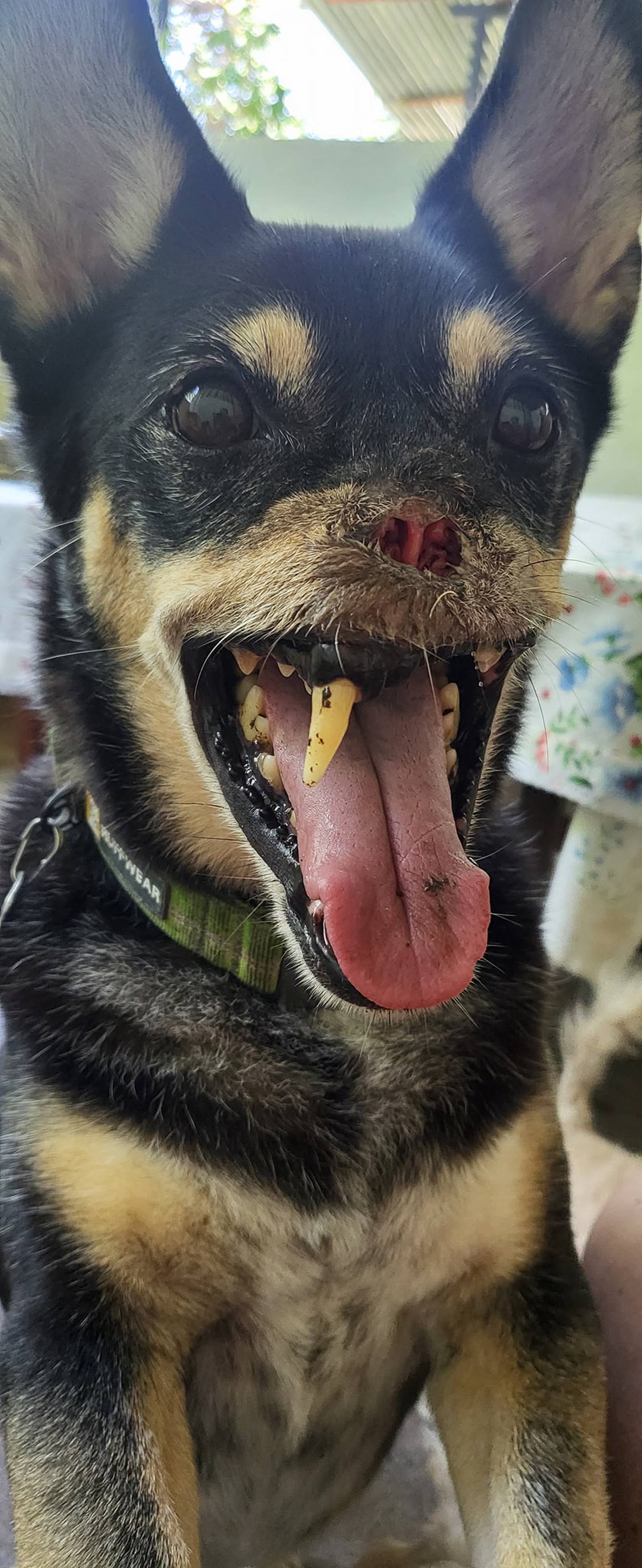 Al zaguatico Duke, símbolo del maltrato animal desde el 2016, se le desarrolló epilepsia, confirmaron los especialistas de la veterinaria Neurovet, después de varios exámenes que le realizaron