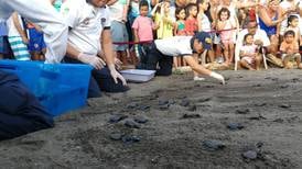 Policías liberan crías de tortugas marinas que rescataron en Puntarenas