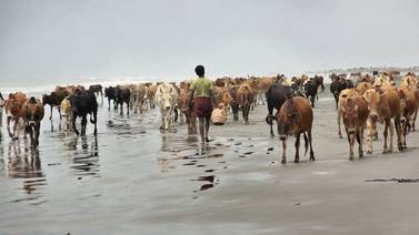 Pueblo en Asia jaló por operación militar y dejó a miles de vacas abandonadas