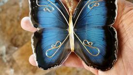 Metamorfosis en pandemia: Le ganaron a la crisis con alas de mariposas