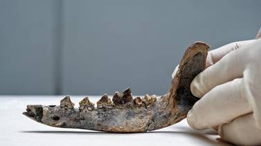 Hueso hallado en Guanacaste podría demostrar que había perros en América Central hace 12.000 años