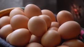 Sí existe diferencia entre los huevos de gallinas enjauladas y las que andan libres