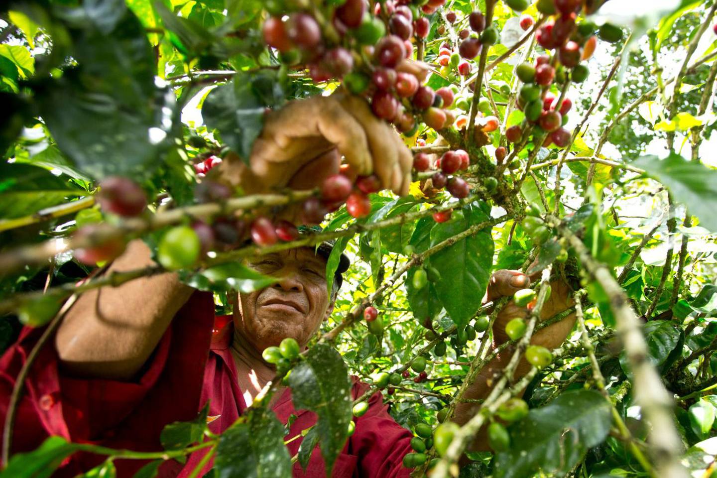 Ya inició la cosecha de café 2022 en Turrialba y Cafetalera Aquiares ocupa contratar unos 100 recolectores de café