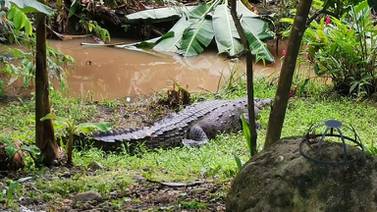 Señora salió a tender ropa al patio y se topó con un cocodrilo en Parrita