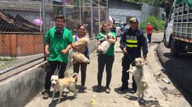 (Fotos) Intenso rescate de animalitos en precario de barrio Cuba afectado por incendio 