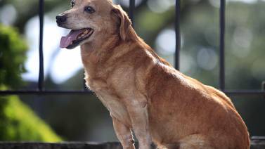 Caramelo, un perrito viejito y novelero, es el Perro Más Teja: Conozca su bella historia 