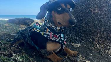 Piden ayuda para encontrar a perrito salchicha que se perdió en Coronado 