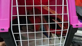 Hermosa lapa roja vivía en jaula en Paso Canoas pero ahora tendrá una nueva vida