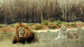 Tres cazadores fueron devorados por una manada de leones