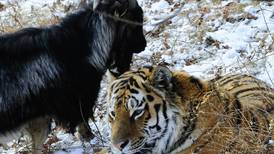 Tigresa y cabra se hicieron amigas