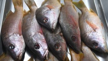 Semana Santa: Ojo porque hay grandes diferencias de precios en atunes y sardinas