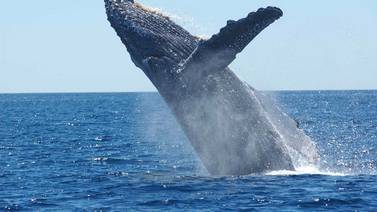 Avistamiento de ballenas: Todo lo que necesita saber de los ‘tours’ en Quepos y Bahía Ballena