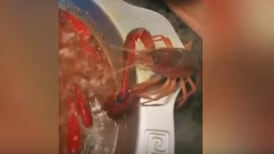 (Video) Camarón de río se amputa su propia pinza para salir huyendo de una sopa hirviendo