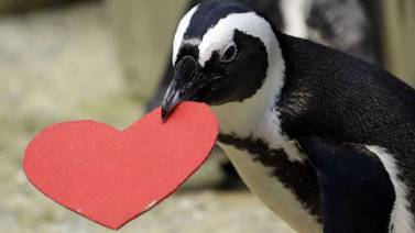 Pingüinos también celebran el Día de San Valentín