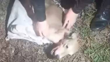A policía se le hizo un nudo en la garganta al rescatar a perrito que abandonaron para que muriera