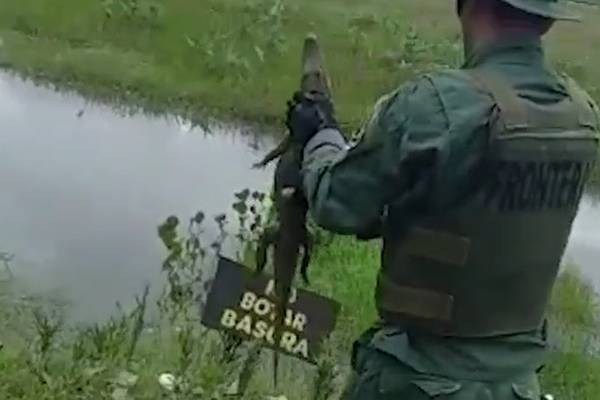 Policías salvan a caimán de morir atropellado 
