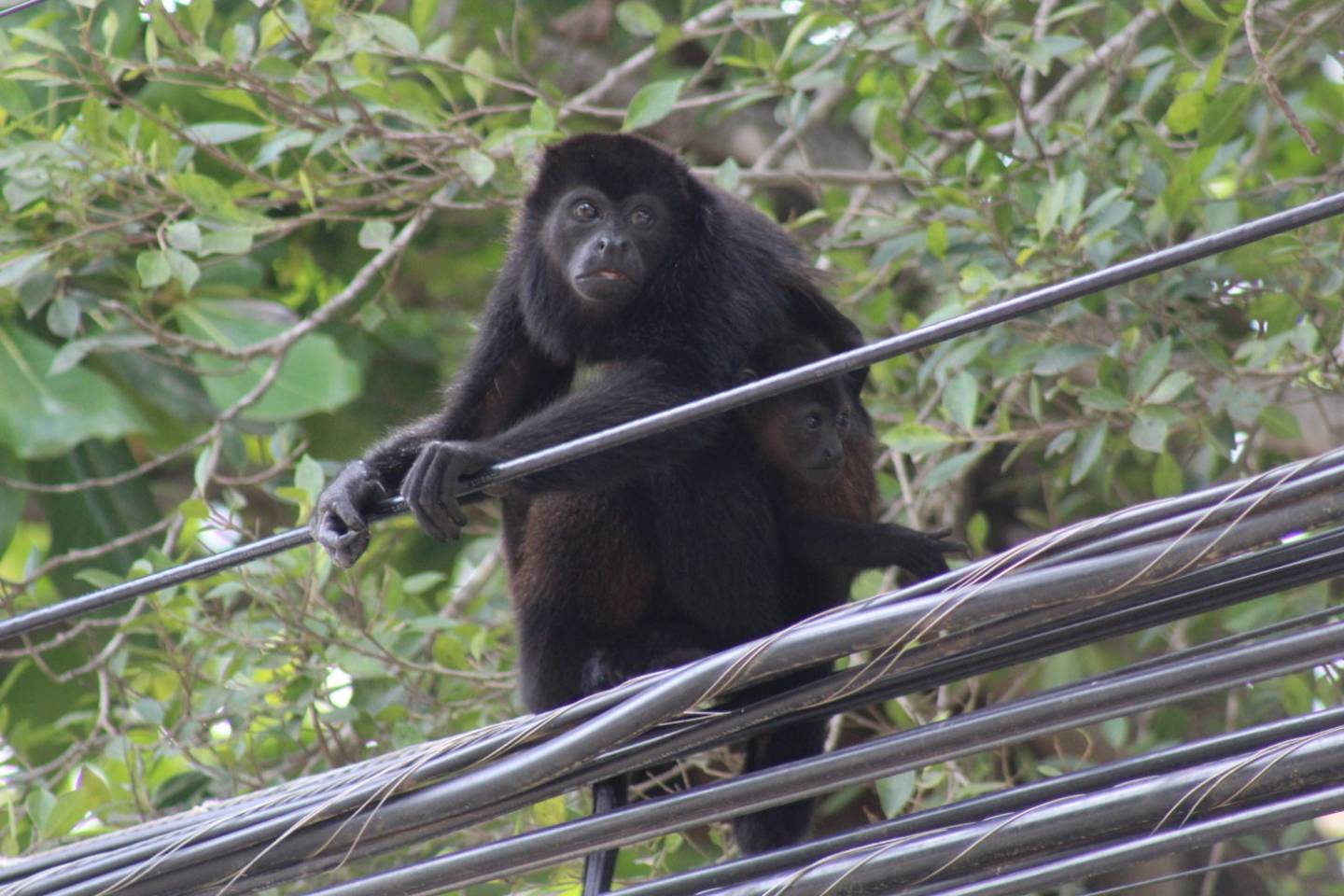 Un estudio realizado por una Fundación en Playa Tamarindo determinó que en ese lugar durante el 2021 un total de 142 monos congos sufrieron accidentes por electrocución especialmente